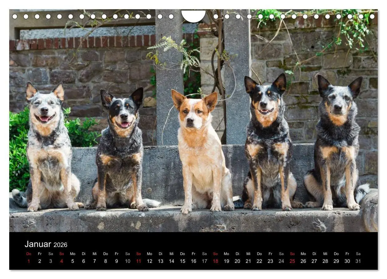 Bild: 9783457945001 | Australian Cattle Dogs zwischen Kunst und Kultur (Wandkalender 2026...