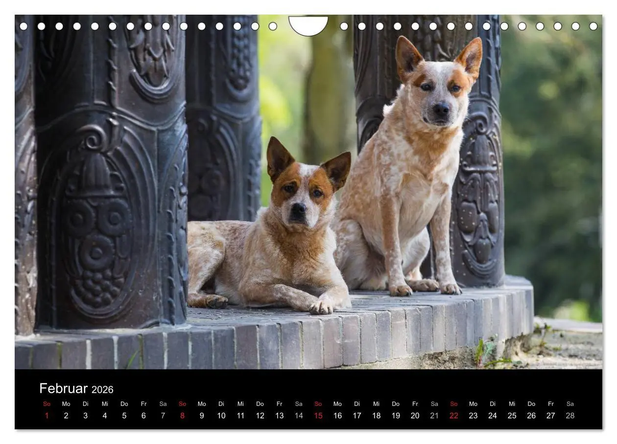 Bild: 9783457945001 | Australian Cattle Dogs zwischen Kunst und Kultur (Wandkalender 2026...