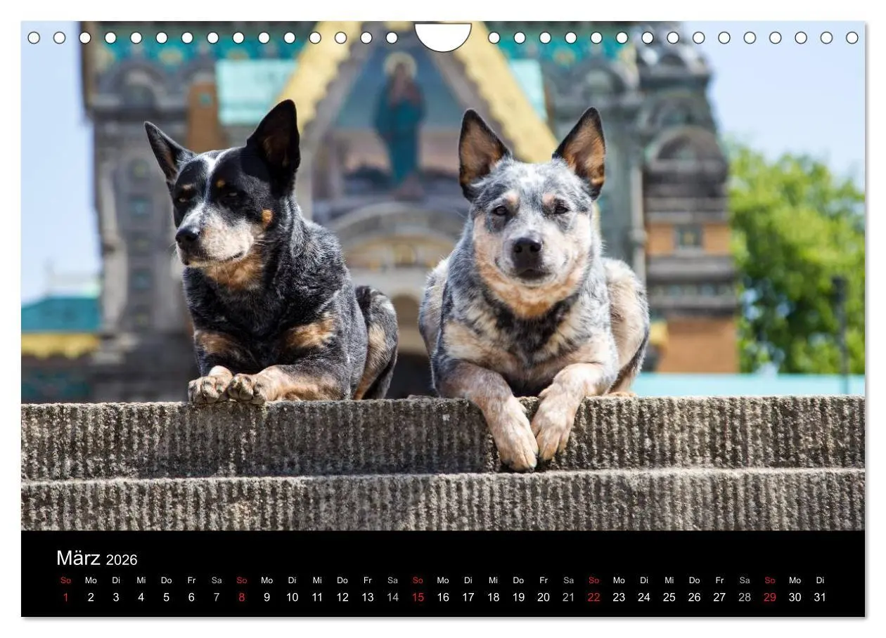 Bild: 9783457945001 | Australian Cattle Dogs zwischen Kunst und Kultur (Wandkalender 2026...