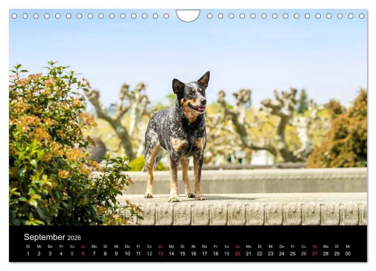 Bild: 9783457945001 | Australian Cattle Dogs zwischen Kunst und Kultur (Wandkalender 2026...