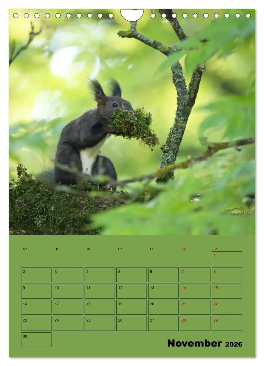Bild: 9783516415001 | Eichhörnchen - Planer (Wandkalender 2026 DIN A4 hoch), CALVENDO...