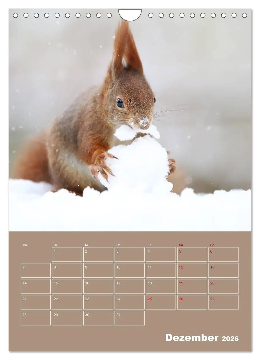 Bild: 9783516415001 | Eichhörnchen - Planer (Wandkalender 2026 DIN A4 hoch), CALVENDO...