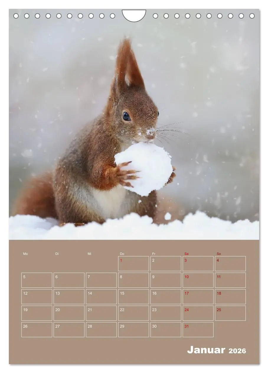 Bild: 9783516415001 | Eichhörnchen - Planer (Wandkalender 2026 DIN A4 hoch), CALVENDO...
