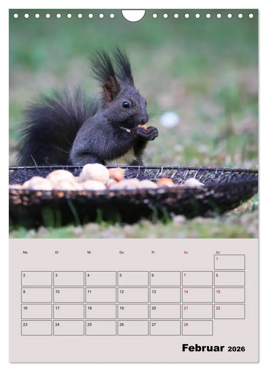 Bild: 9783516415001 | Eichhörnchen - Planer (Wandkalender 2026 DIN A4 hoch), CALVENDO...