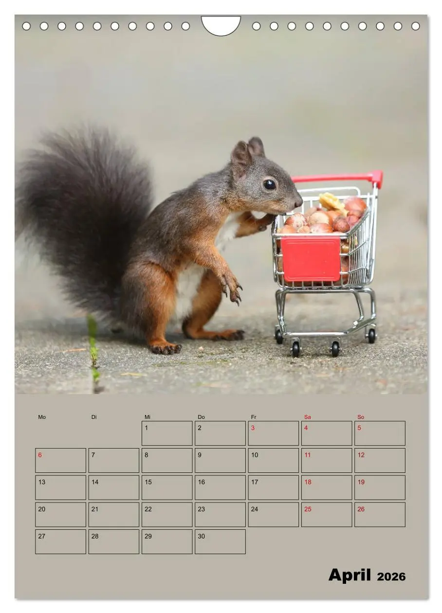 Bild: 9783516415001 | Eichhörnchen - Planer (Wandkalender 2026 DIN A4 hoch), CALVENDO...