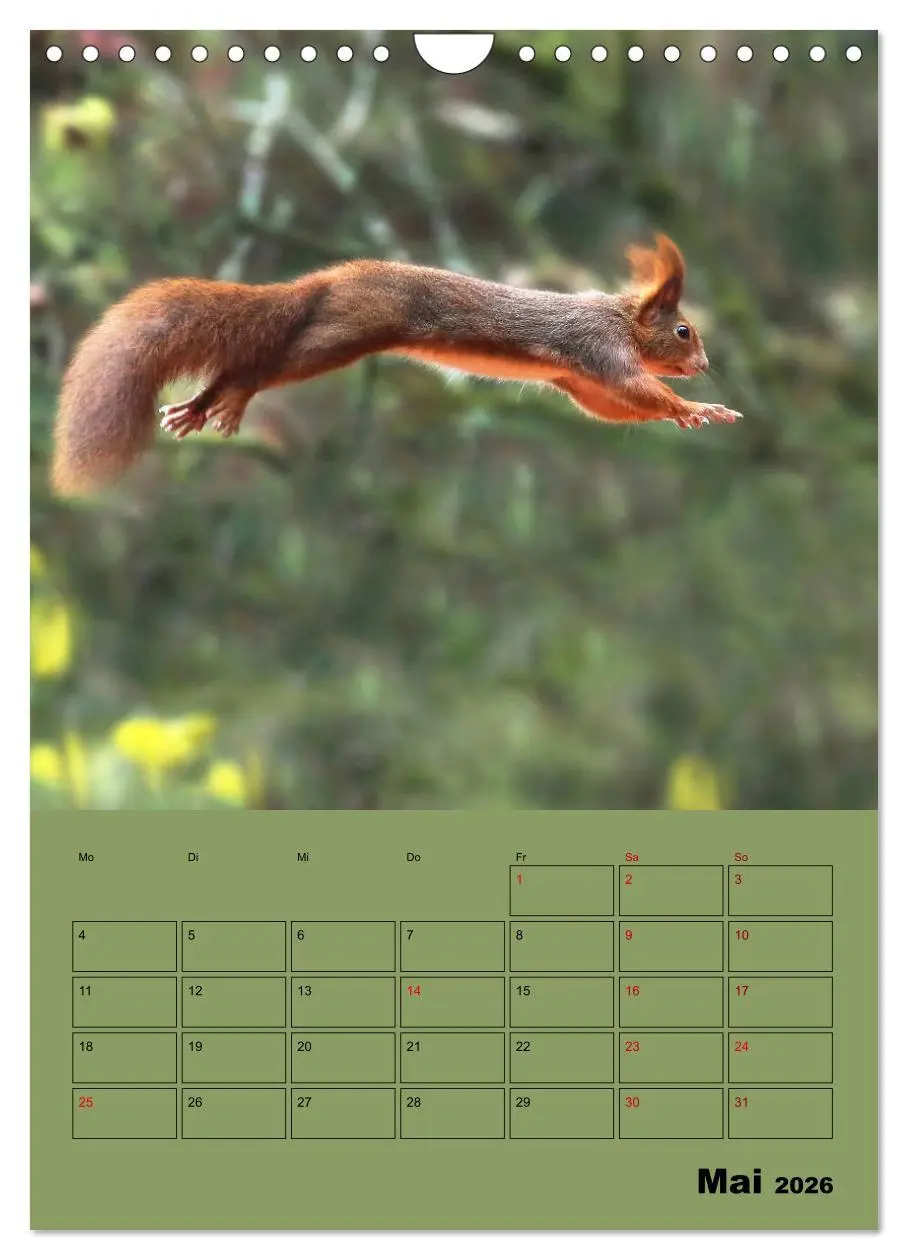 Bild: 9783516415001 | Eichhörnchen - Planer (Wandkalender 2026 DIN A4 hoch), CALVENDO...