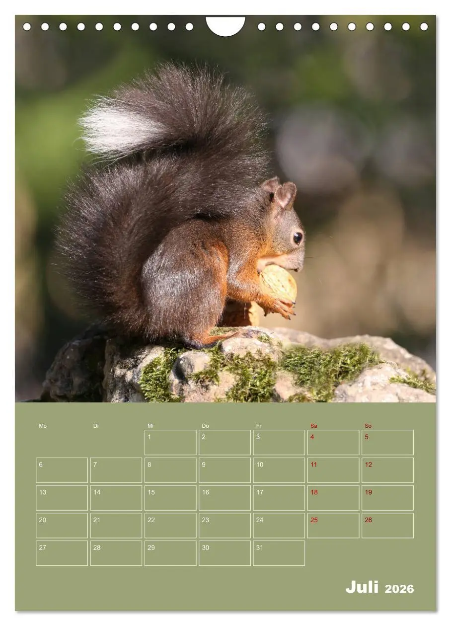 Bild: 9783516415001 | Eichhörnchen - Planer (Wandkalender 2026 DIN A4 hoch), CALVENDO...