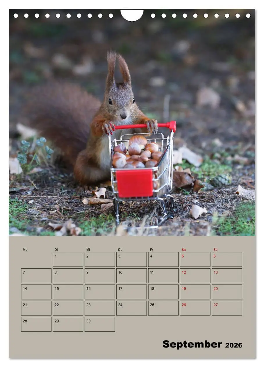 Bild: 9783516415001 | Eichhörnchen - Planer (Wandkalender 2026 DIN A4 hoch), CALVENDO...