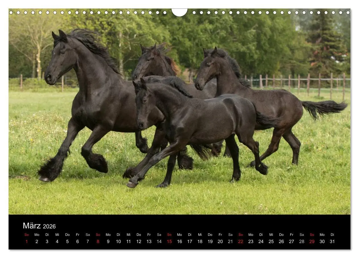 Bild: 9783516005301 | Friesen - Schönheit, Kraft und Eleganz (Wandkalender 2026 DIN A3...