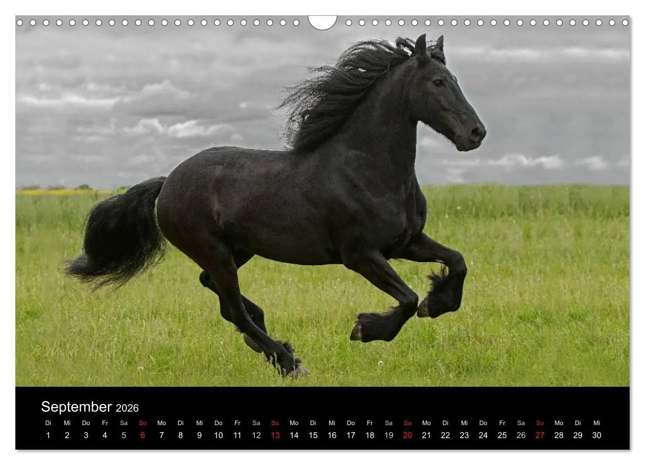 Bild: 9783516005301 | Friesen - Schönheit, Kraft und Eleganz (Wandkalender 2026 DIN A3...