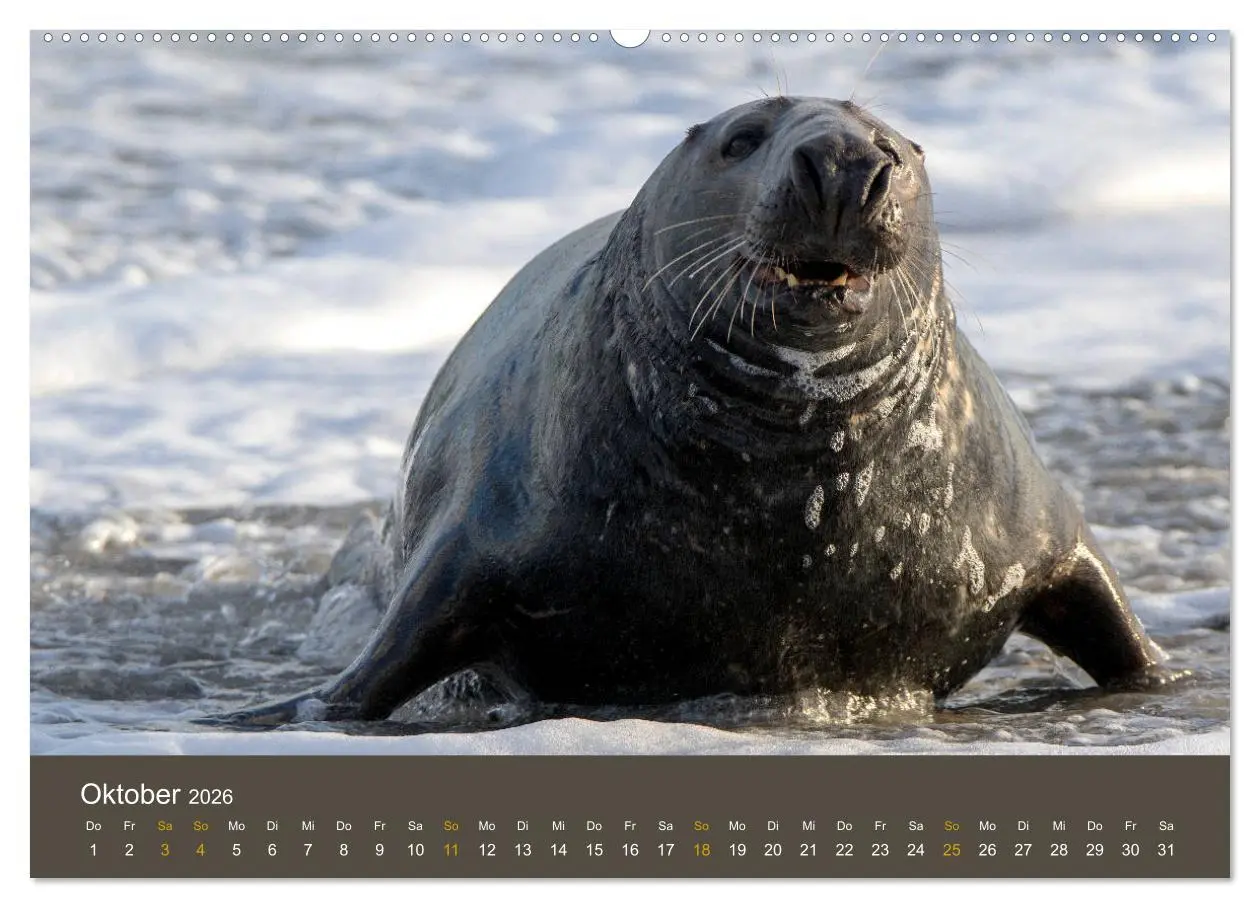 Bild: 9783457745601 | Robben auf der Helgoländer Düne (hochwertiger Premium Wandkalender...
