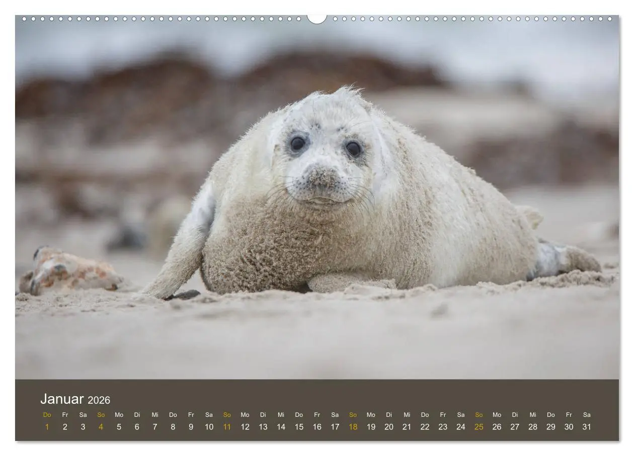 Bild: 9783457745601 | Robben auf der Helgoländer Düne (hochwertiger Premium Wandkalender...
