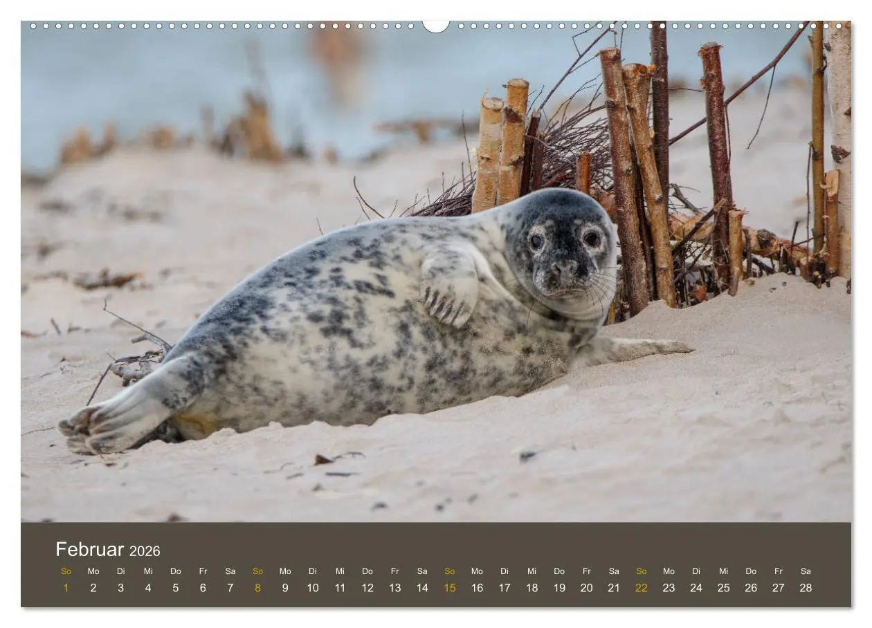 Bild: 9783457745601 | Robben auf der Helgoländer Düne (hochwertiger Premium Wandkalender...