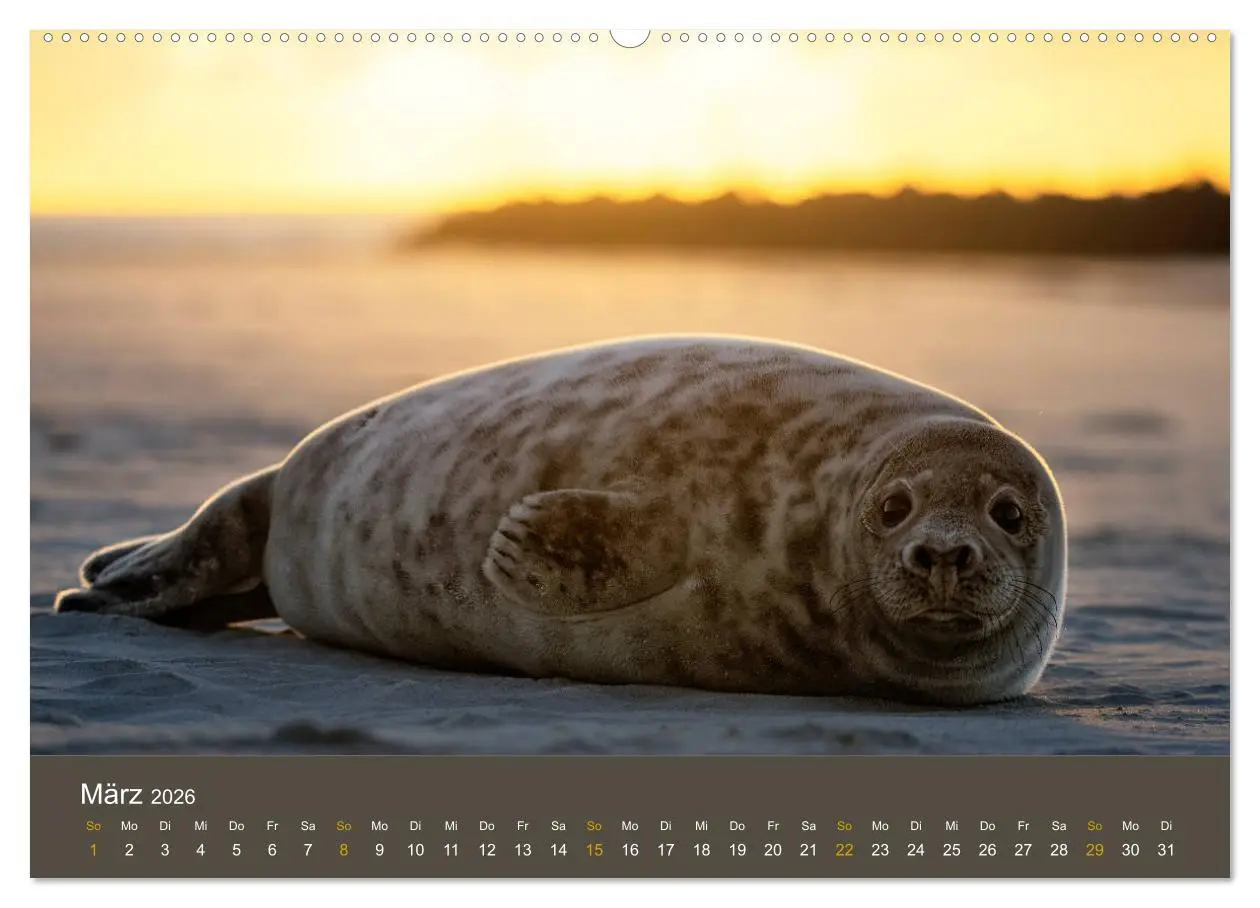 Bild: 9783457745601 | Robben auf der Helgoländer Düne (hochwertiger Premium Wandkalender...