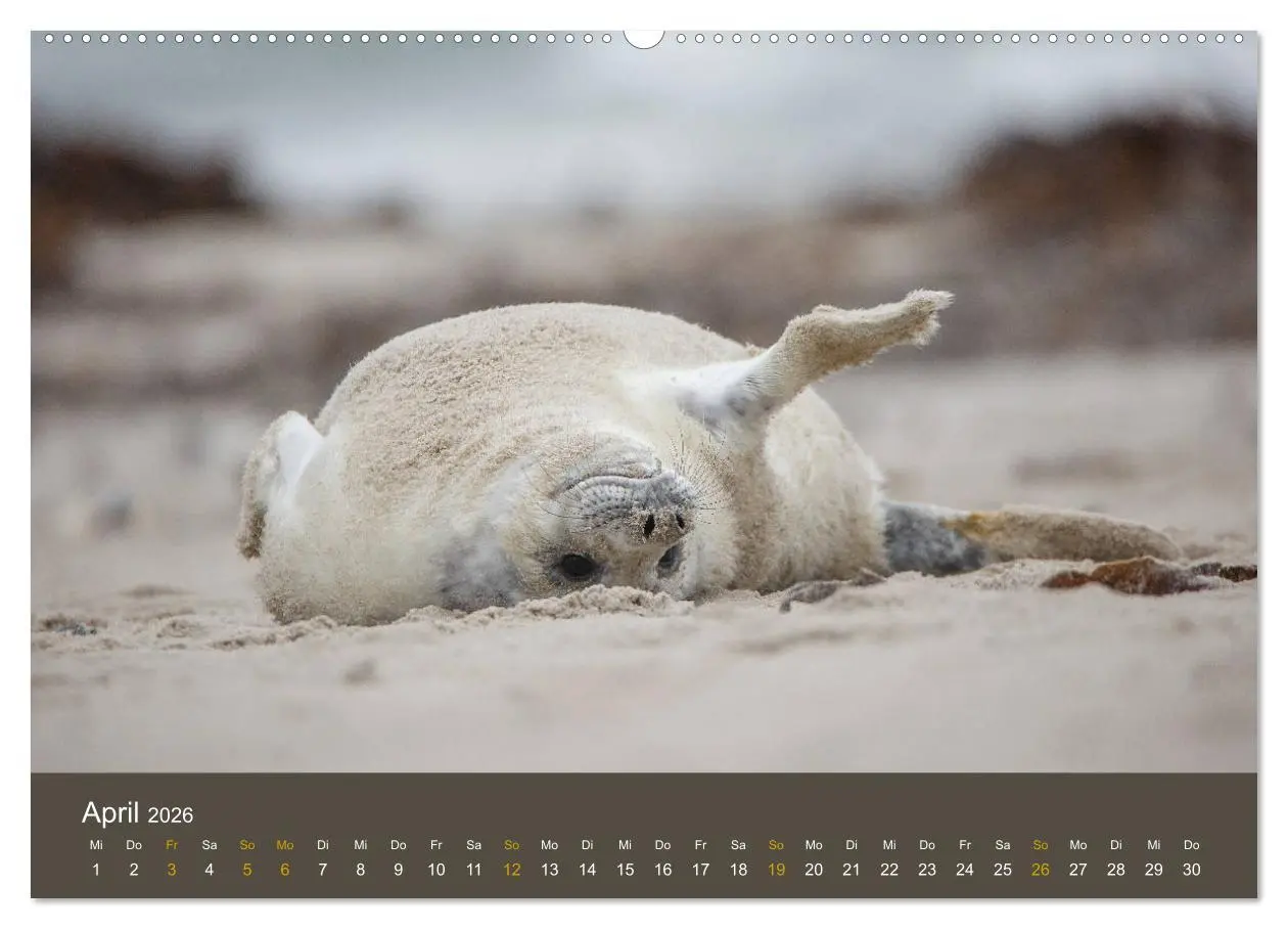 Bild: 9783457745601 | Robben auf der Helgoländer Düne (hochwertiger Premium Wandkalender...
