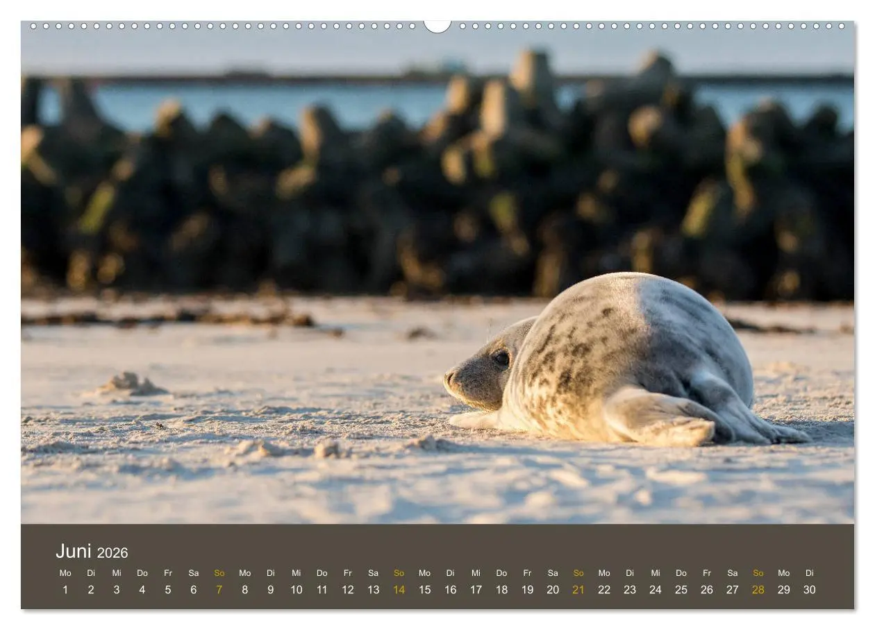 Bild: 9783457745601 | Robben auf der Helgoländer Düne (hochwertiger Premium Wandkalender...