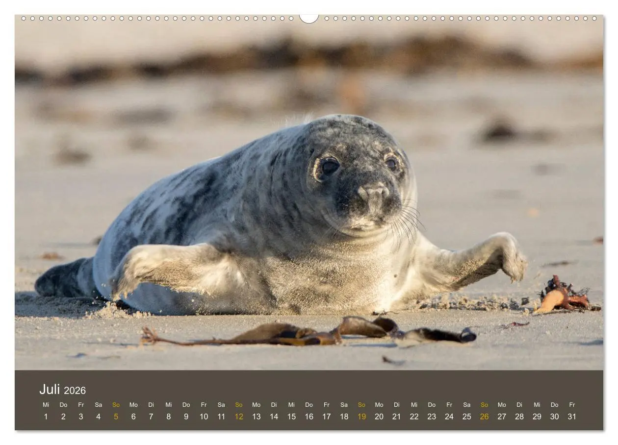 Bild: 9783457745601 | Robben auf der Helgoländer Düne (hochwertiger Premium Wandkalender...