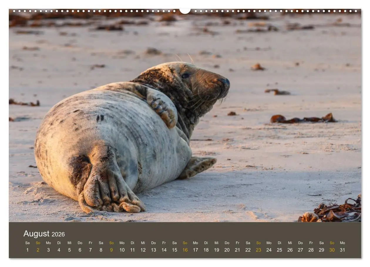 Bild: 9783457745601 | Robben auf der Helgoländer Düne (hochwertiger Premium Wandkalender...
