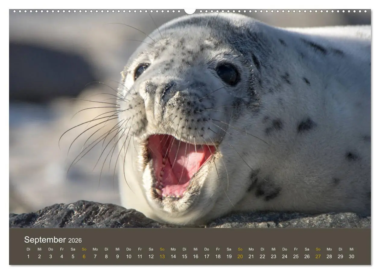 Bild: 9783457745601 | Robben auf der Helgoländer Düne (hochwertiger Premium Wandkalender...