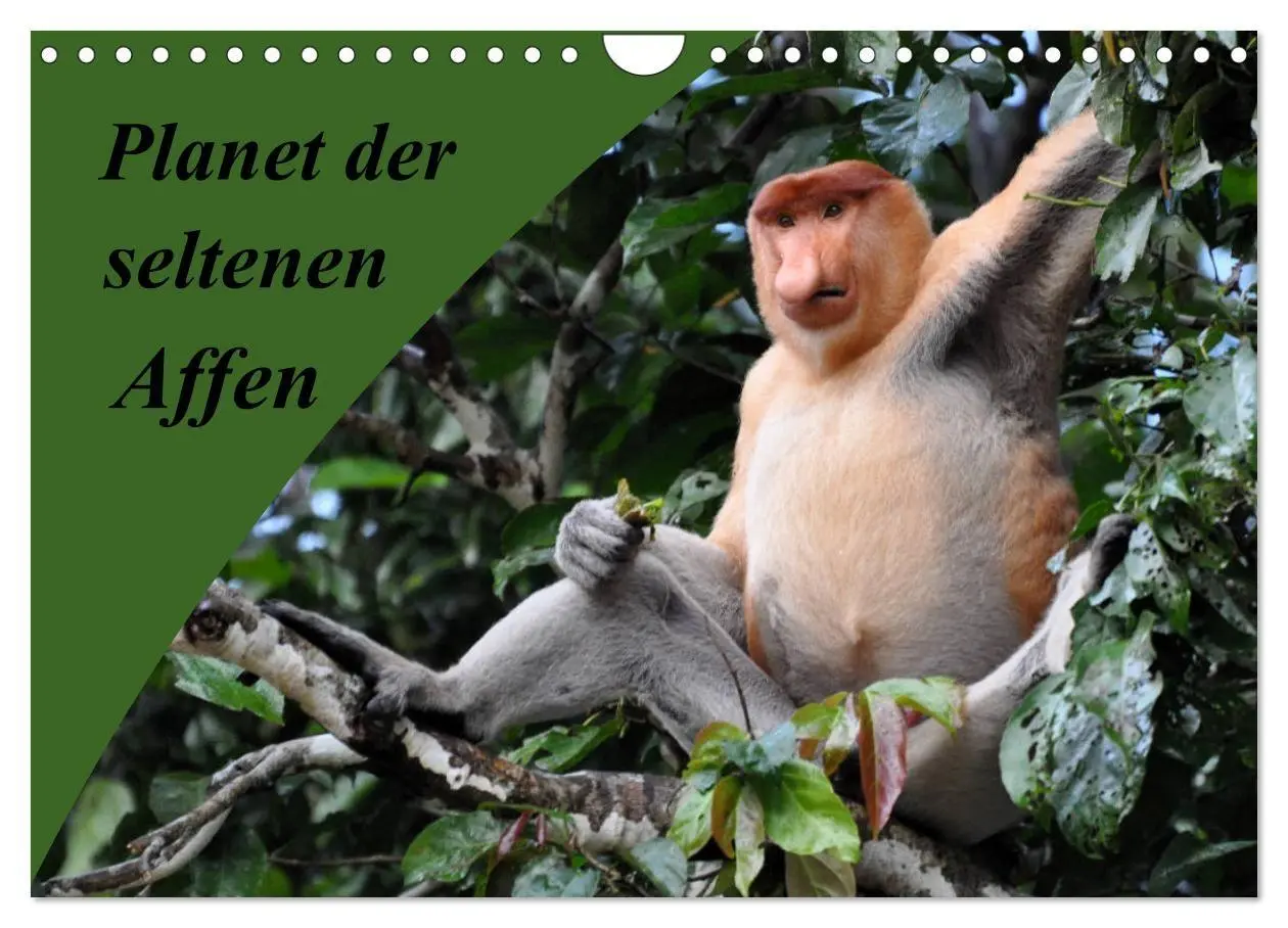 Cover: 9783569785601 | Planet der seltenen Affen (Wandkalender 2027 DIN A4 quer), CALVENDO...