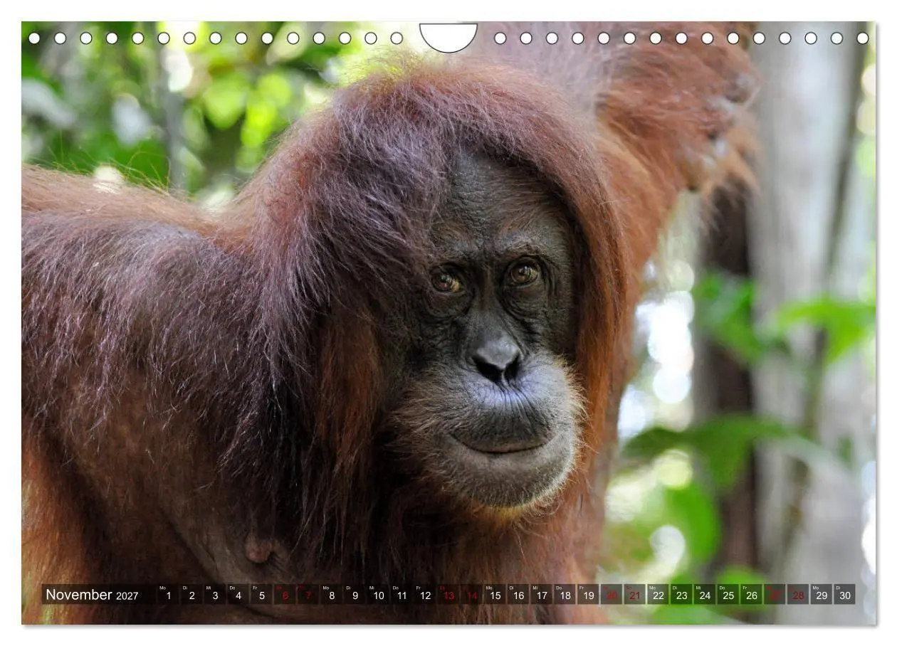 Bild: 9783569785601 | Planet der seltenen Affen (Wandkalender 2027 DIN A4 quer), CALVENDO...