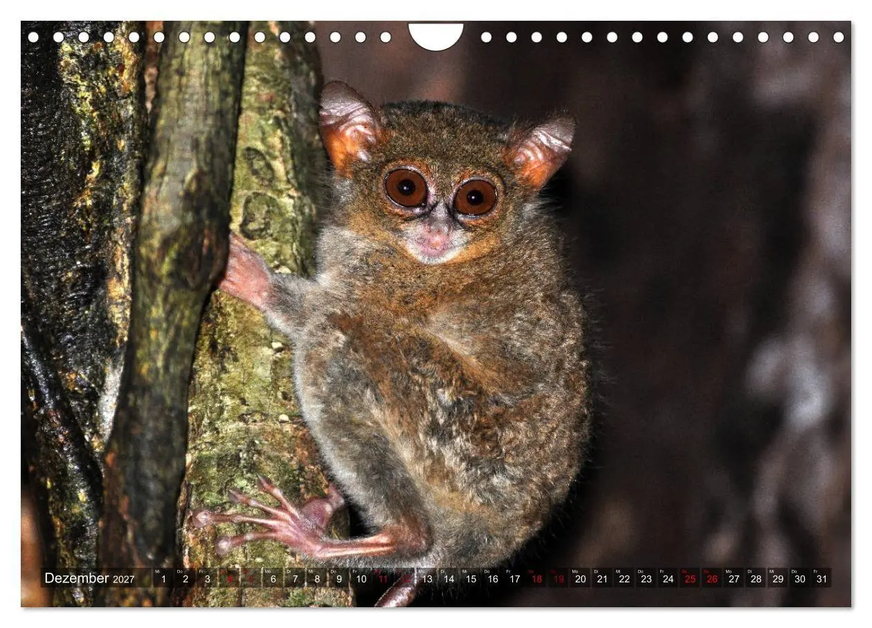 Bild: 9783569785601 | Planet der seltenen Affen (Wandkalender 2027 DIN A4 quer), CALVENDO...
