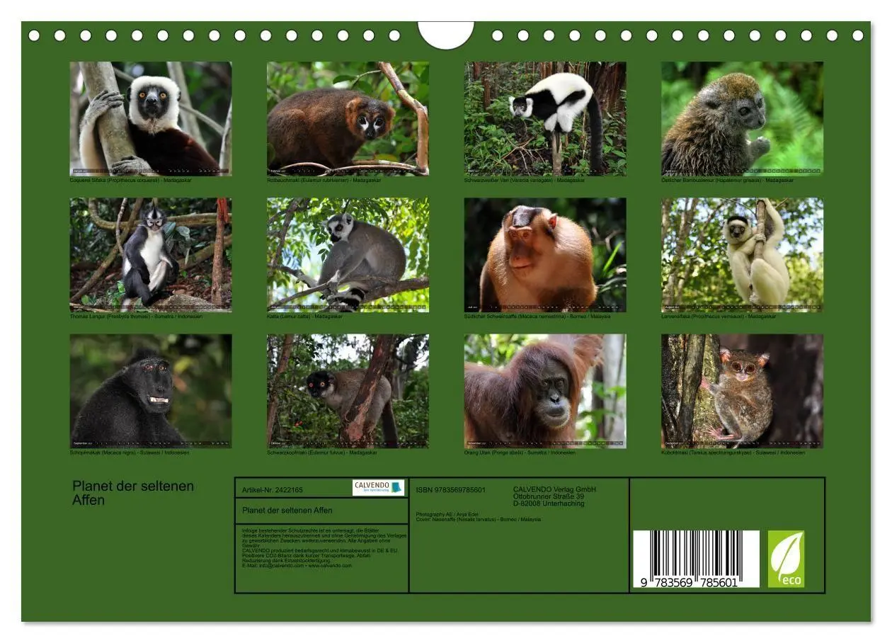 Bild: 9783569785601 | Planet der seltenen Affen (Wandkalender 2027 DIN A4 quer), CALVENDO...