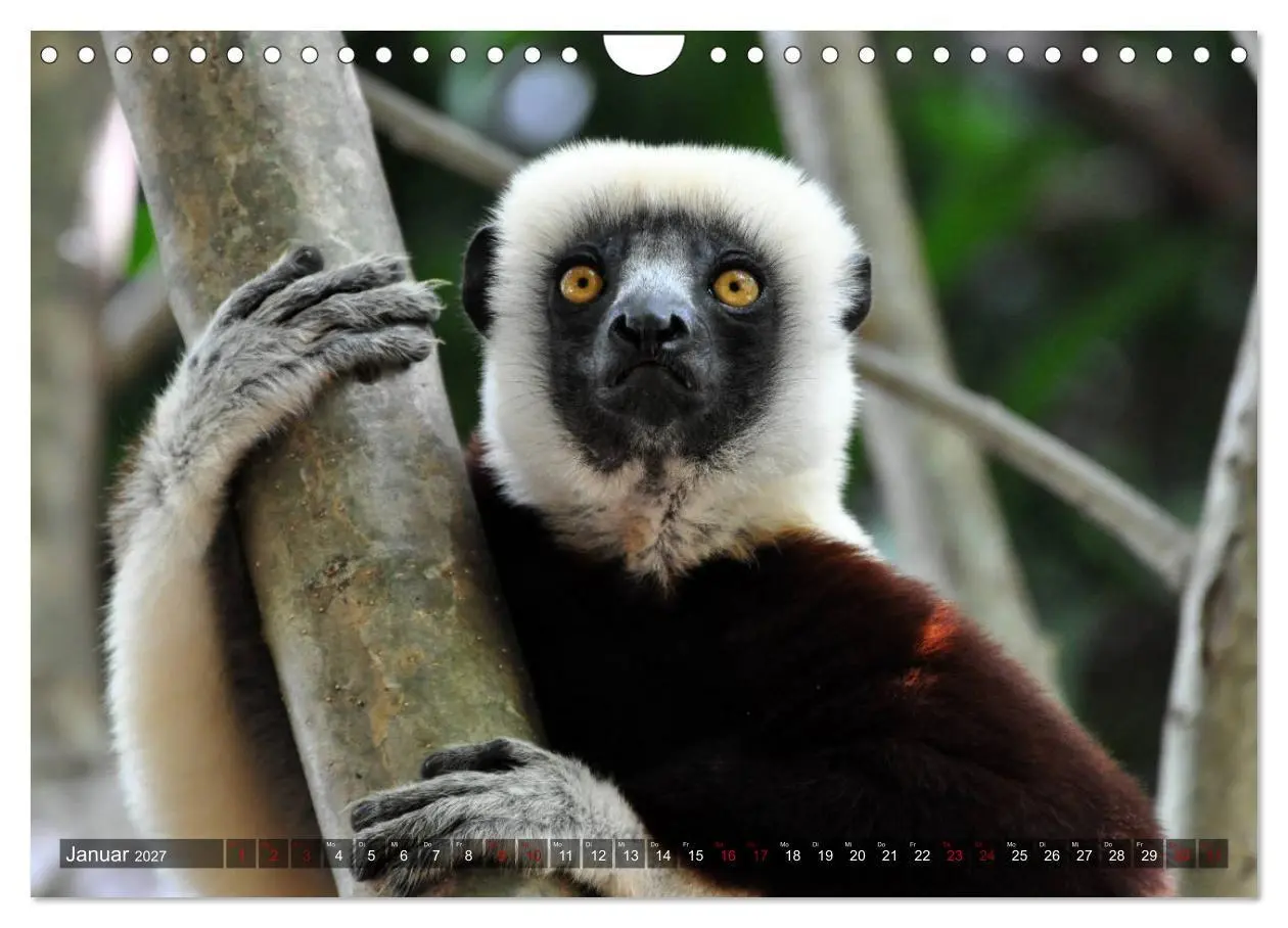 Bild: 9783569785601 | Planet der seltenen Affen (Wandkalender 2027 DIN A4 quer), CALVENDO...