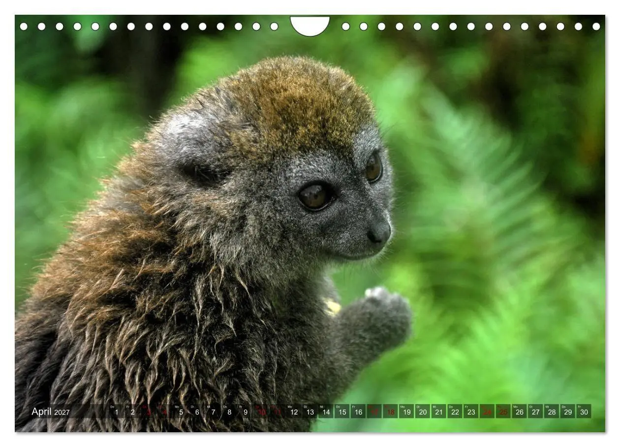 Bild: 9783569785601 | Planet der seltenen Affen (Wandkalender 2027 DIN A4 quer), CALVENDO...