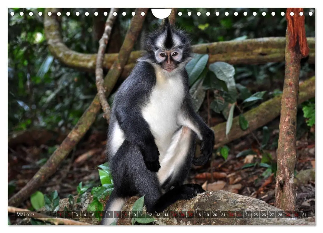 Bild: 9783569785601 | Planet der seltenen Affen (Wandkalender 2027 DIN A4 quer), CALVENDO...