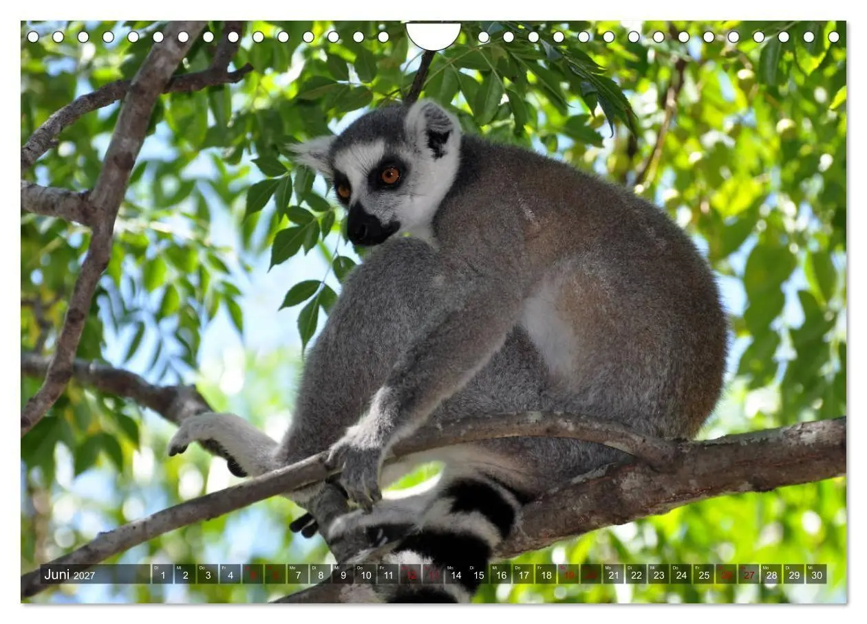 Bild: 9783569785601 | Planet der seltenen Affen (Wandkalender 2027 DIN A4 quer), CALVENDO...