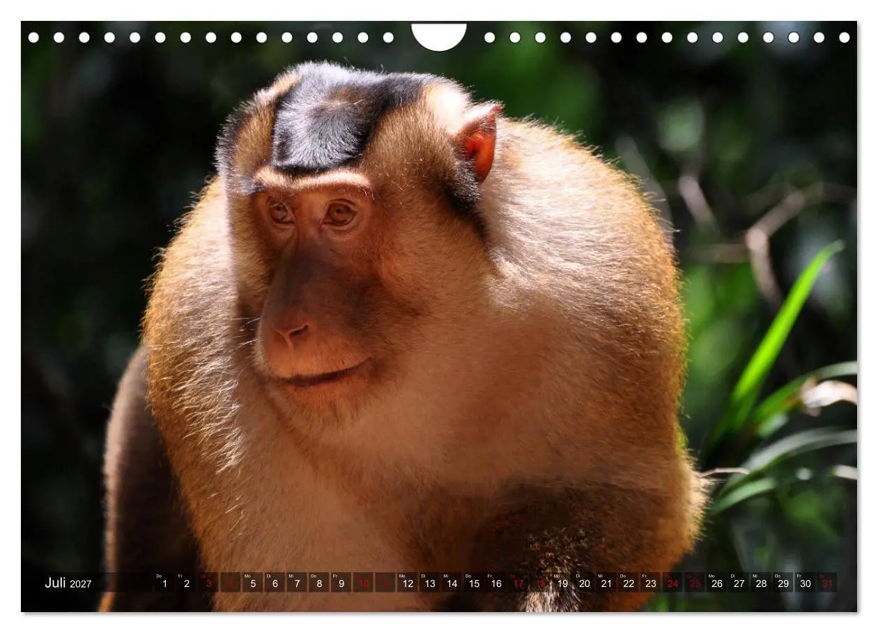 Bild: 9783569785601 | Planet der seltenen Affen (Wandkalender 2027 DIN A4 quer), CALVENDO...