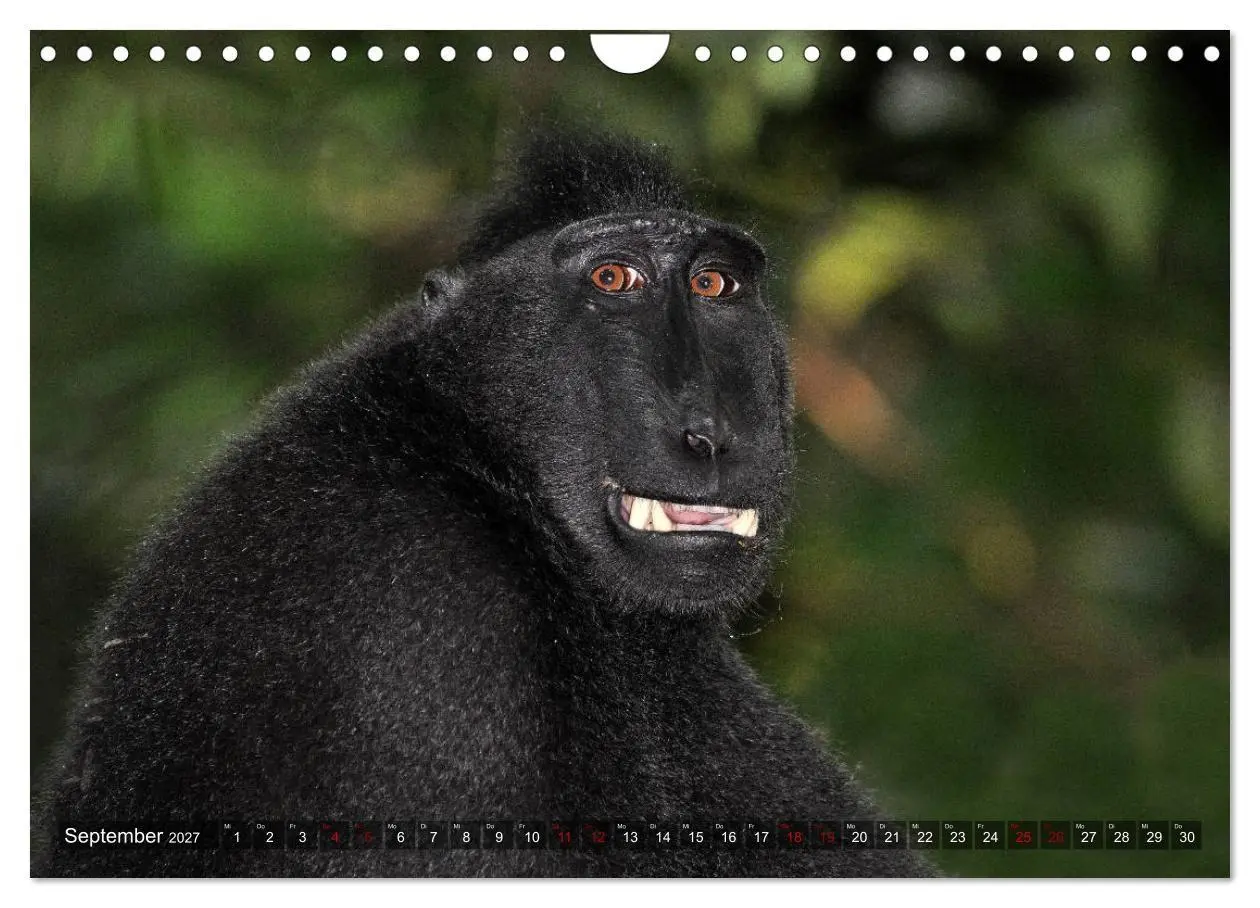 Bild: 9783569785601 | Planet der seltenen Affen (Wandkalender 2027 DIN A4 quer), CALVENDO...
