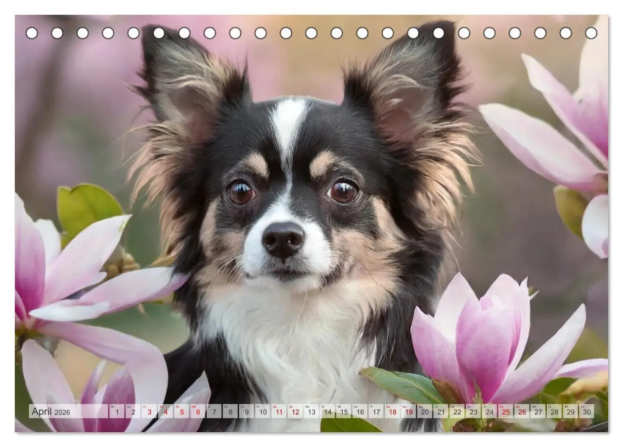 Bild: 9783457425701 | Chihuahuas - Kleine Hunde - große Temperamentbündel (Tischkalender...