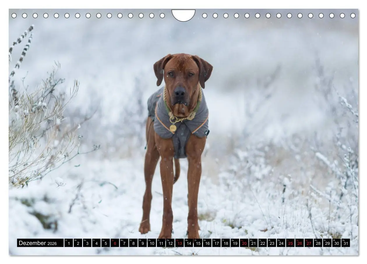 Bild: 9783457805701 | Ridgeback King (Wandkalender 2026 DIN A4 quer), CALVENDO...