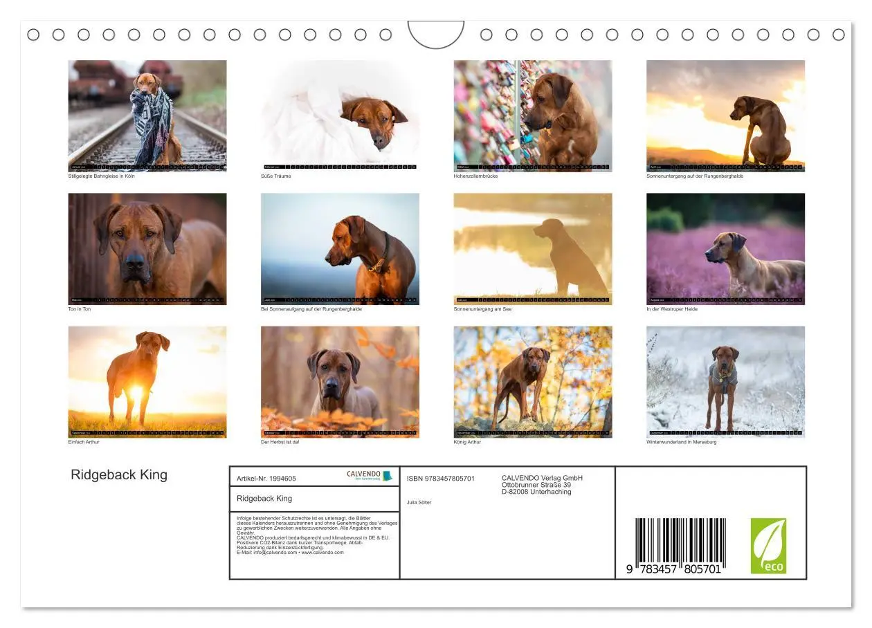 Bild: 9783457805701 | Ridgeback King (Wandkalender 2026 DIN A4 quer), CALVENDO...