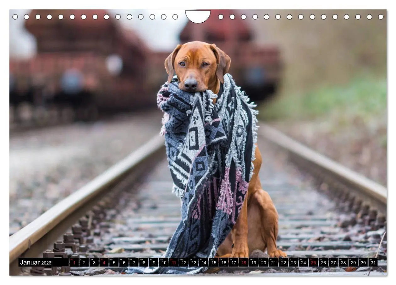 Bild: 9783457805701 | Ridgeback King (Wandkalender 2026 DIN A4 quer), CALVENDO...