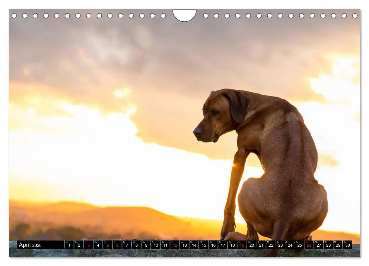 Bild: 9783457805701 | Ridgeback King (Wandkalender 2026 DIN A4 quer), CALVENDO...