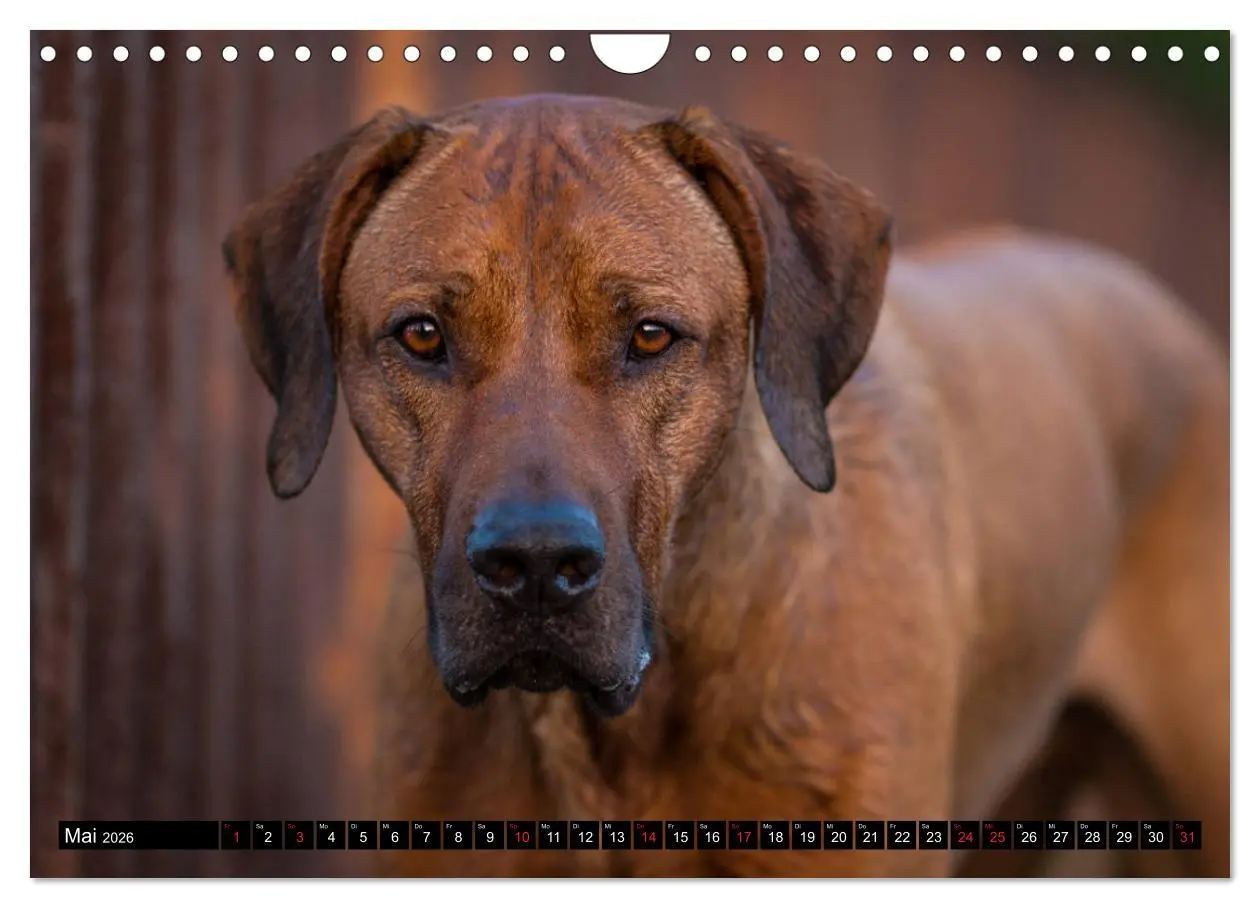 Bild: 9783457805701 | Ridgeback King (Wandkalender 2026 DIN A4 quer), CALVENDO...