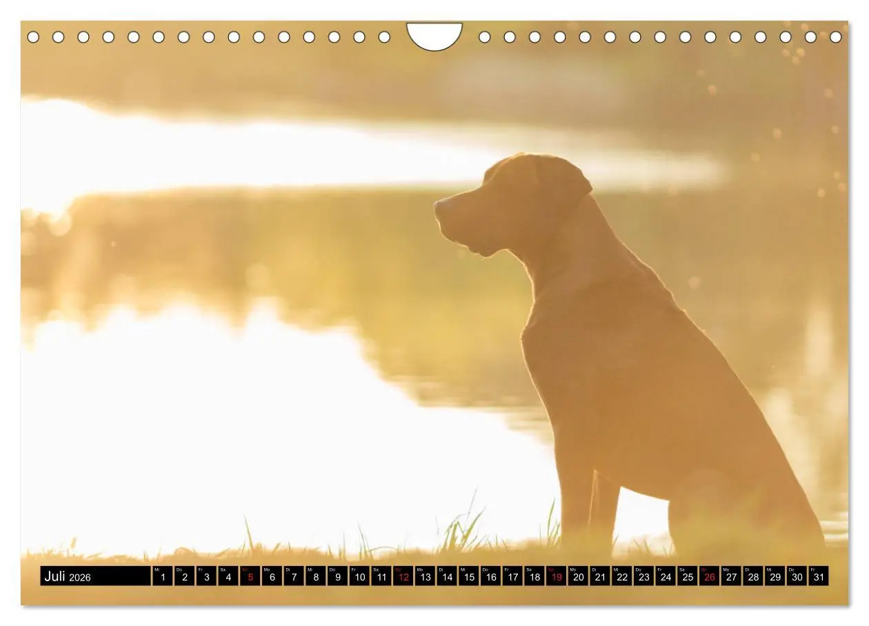 Bild: 9783457805701 | Ridgeback King (Wandkalender 2026 DIN A4 quer), CALVENDO...