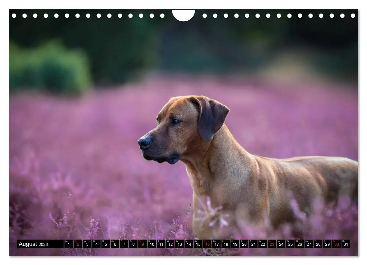 Bild: 9783457805701 | Ridgeback King (Wandkalender 2026 DIN A4 quer), CALVENDO...