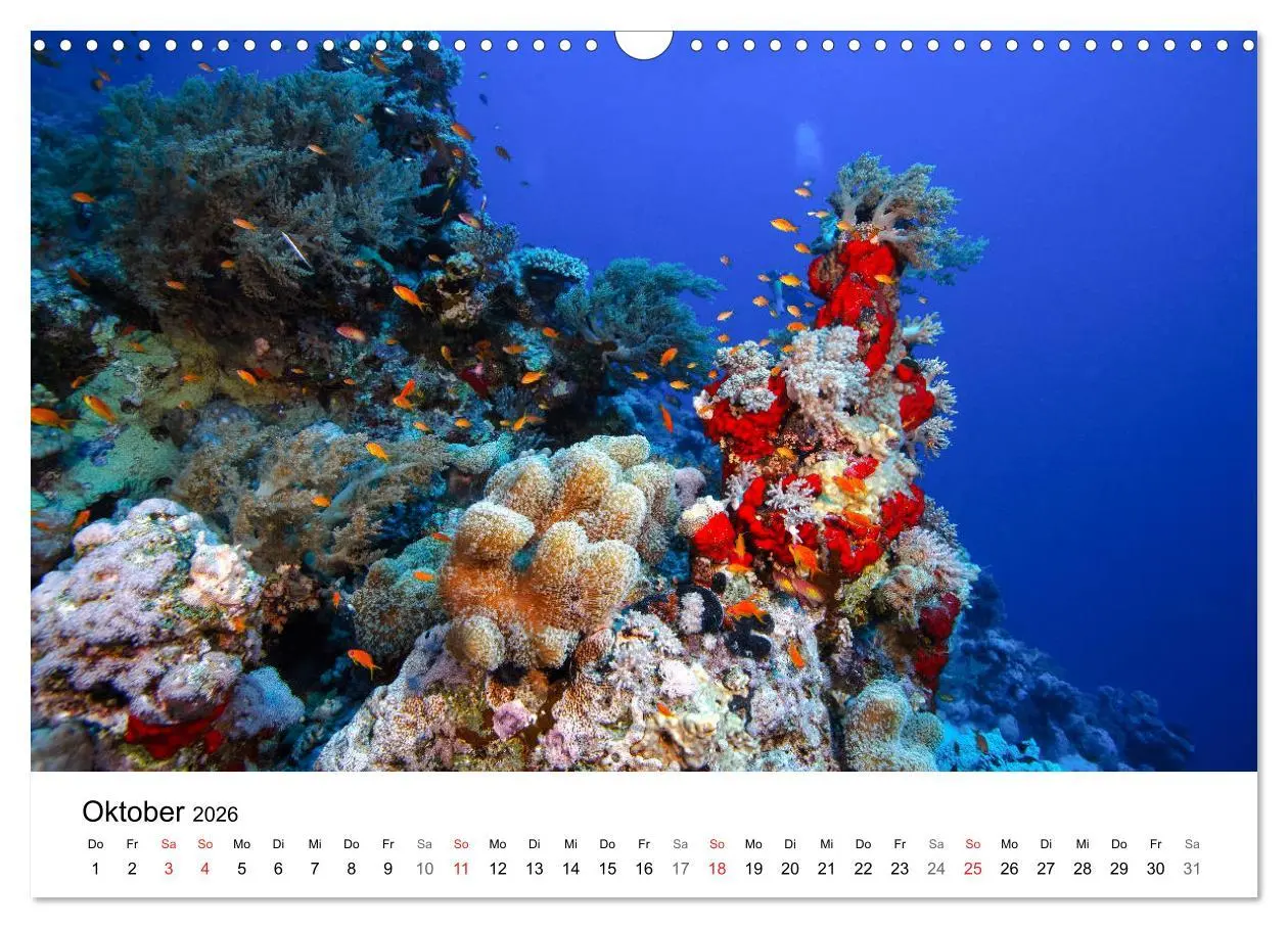 Bild: 9783516065701 | Highlights aus dem Meer - Tauchkalender (Wandkalender 2026 DIN A3...