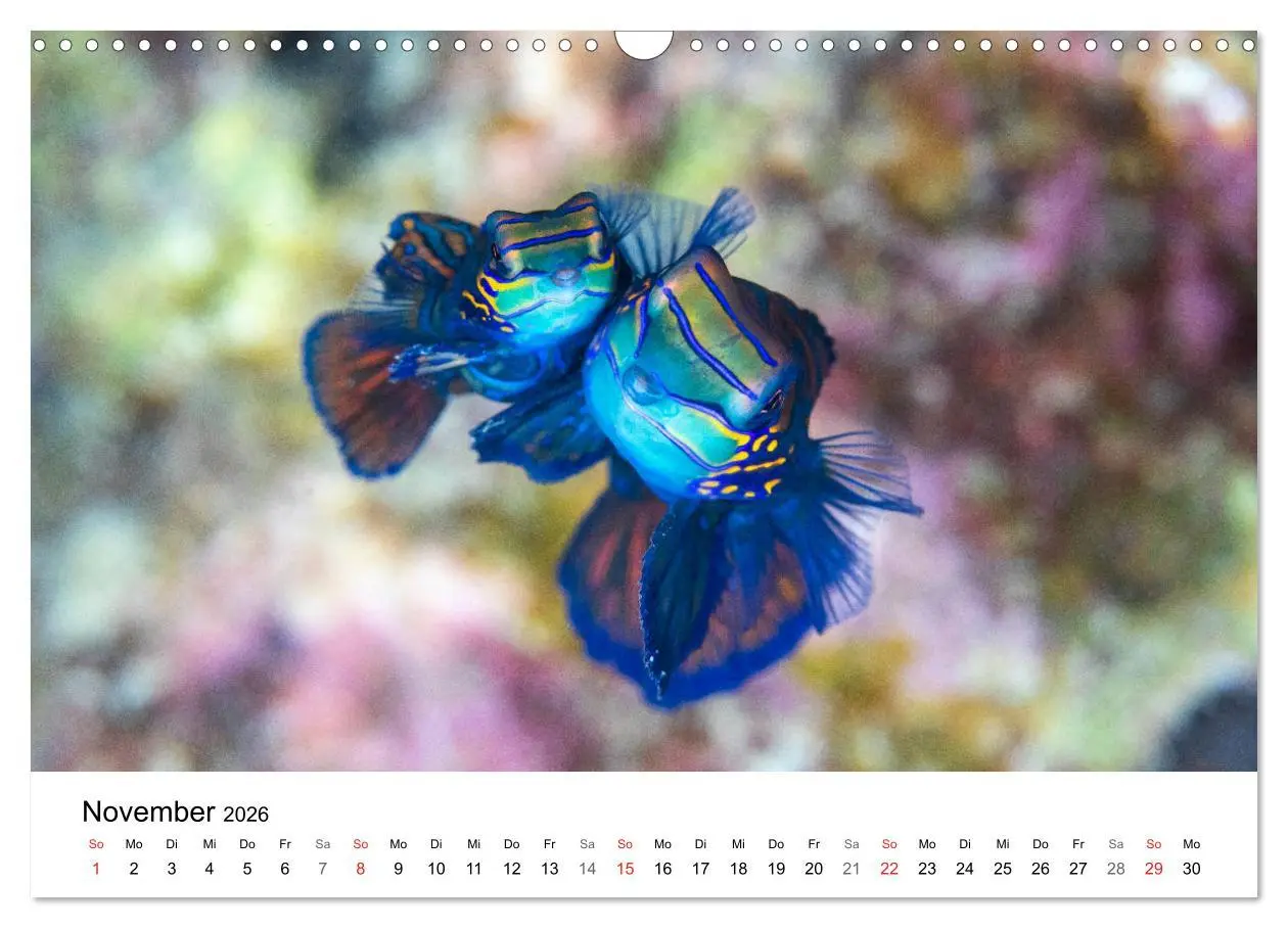 Bild: 9783516065701 | Highlights aus dem Meer - Tauchkalender (Wandkalender 2026 DIN A3...