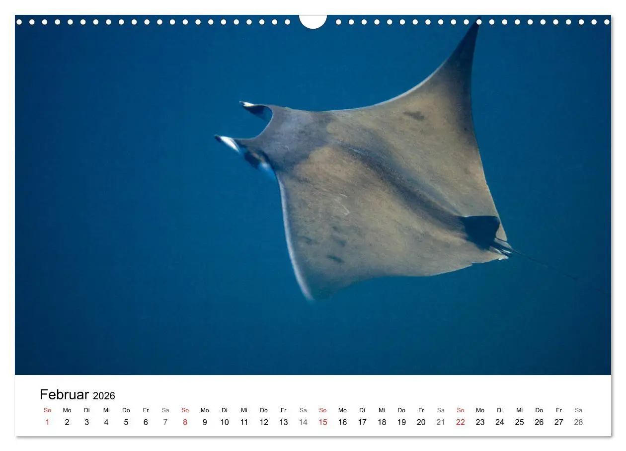 Bild: 9783516065701 | Highlights aus dem Meer - Tauchkalender (Wandkalender 2026 DIN A3...