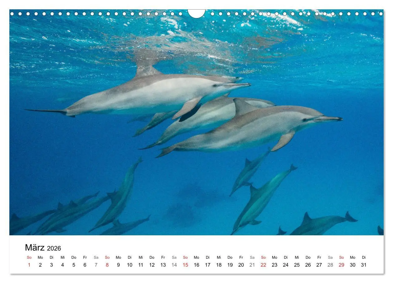 Bild: 9783516065701 | Highlights aus dem Meer - Tauchkalender (Wandkalender 2026 DIN A3...