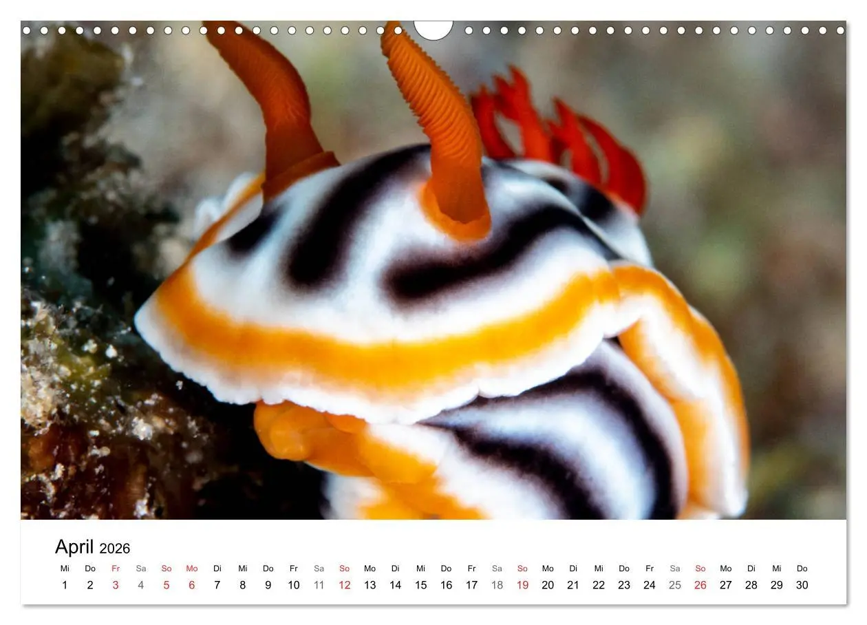 Bild: 9783516065701 | Highlights aus dem Meer - Tauchkalender (Wandkalender 2026 DIN A3...