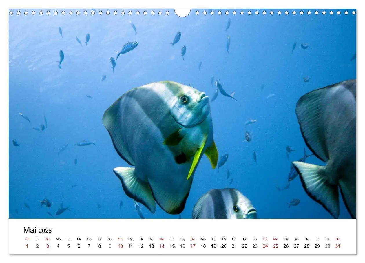 Bild: 9783516065701 | Highlights aus dem Meer - Tauchkalender (Wandkalender 2026 DIN A3...