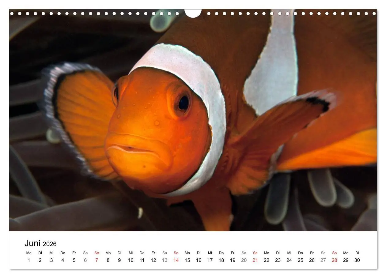 Bild: 9783516065701 | Highlights aus dem Meer - Tauchkalender (Wandkalender 2026 DIN A3...