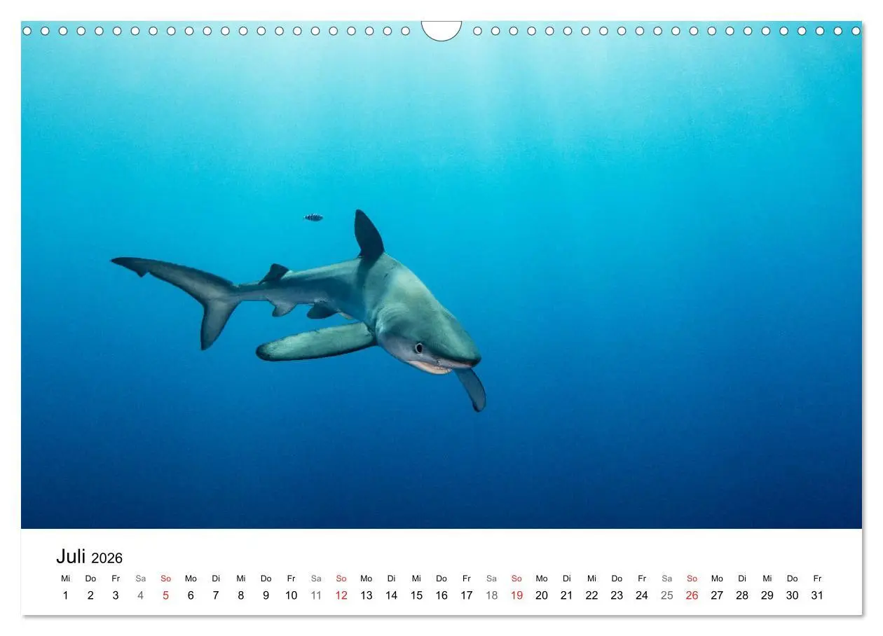 Bild: 9783516065701 | Highlights aus dem Meer - Tauchkalender (Wandkalender 2026 DIN A3...