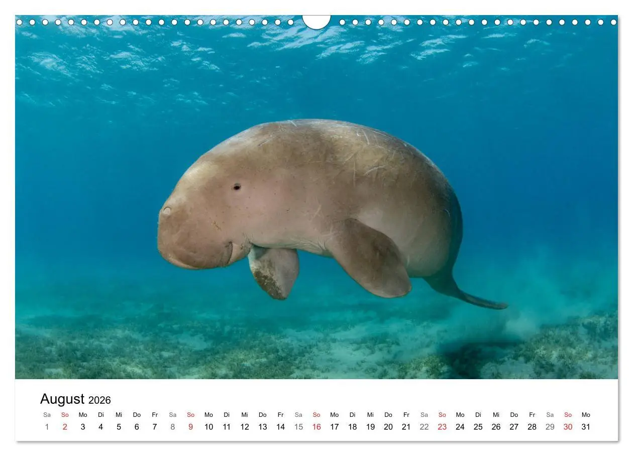 Bild: 9783516065701 | Highlights aus dem Meer - Tauchkalender (Wandkalender 2026 DIN A3...